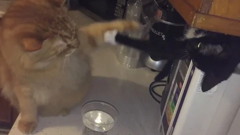 VV1207 Cat scrap! 库存影片 129454233