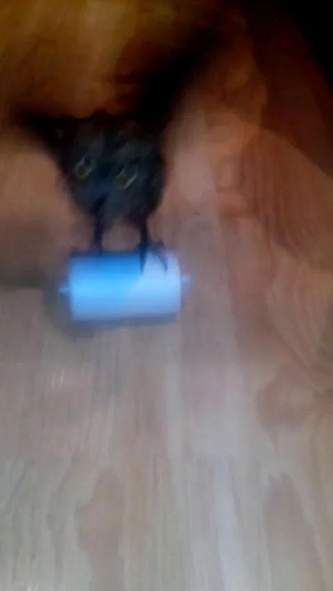 VV1217 Circus owl! Stock-Footage 129455601