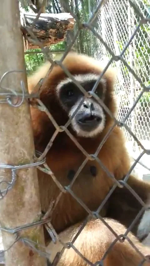 VV1225 Singing monkey! Stock-Footage 129399323