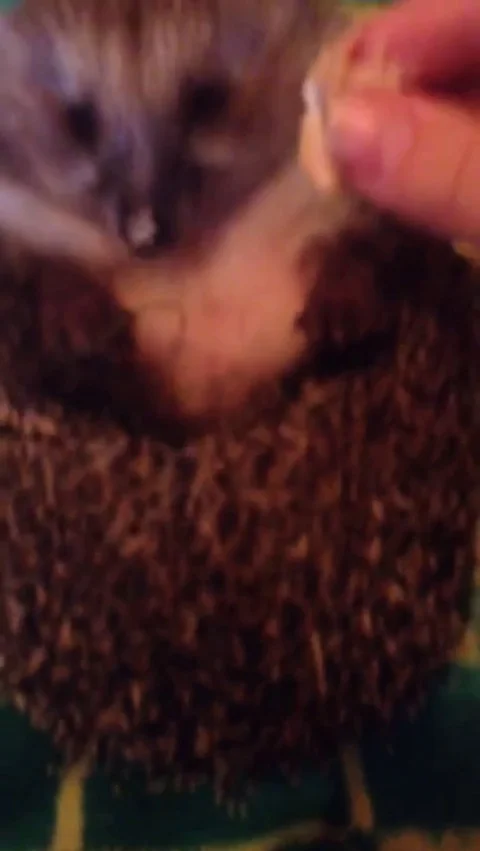 VV1228 Cute hedgehog getting fed Stock Footage 129829151