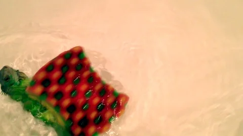 VV1244 Iguana sponge surfing Stock-Footage 129453777