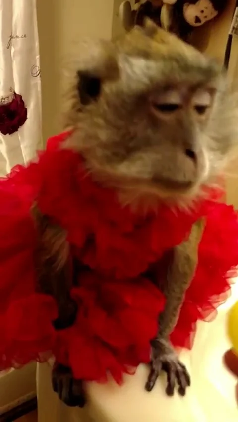 VV1246 Monkey in a dress Stock-Footage 129840844