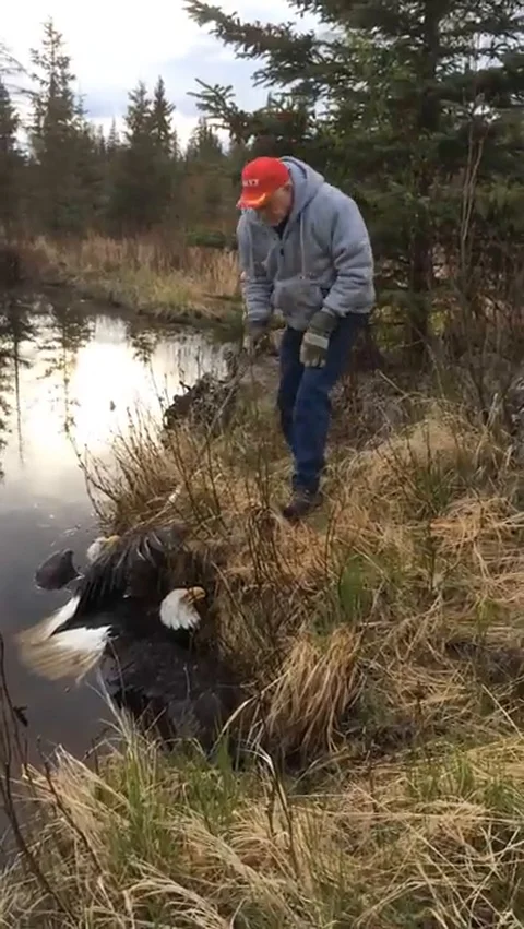 VV1303 Two fallen eagles get rescused near Kachemak Bay, Alaska Stock-Footage 129457989
