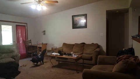 VV1322 How to keep your dog occupied when youre away Stock-Footage 129408734