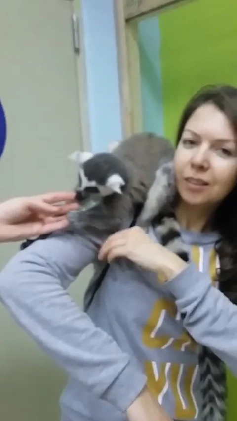 VV1337 Friendly lemur attack Stock Footage 129458025