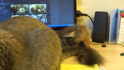 VV1352 Squirrel and cat best buddies Stock-Footage 129456140
