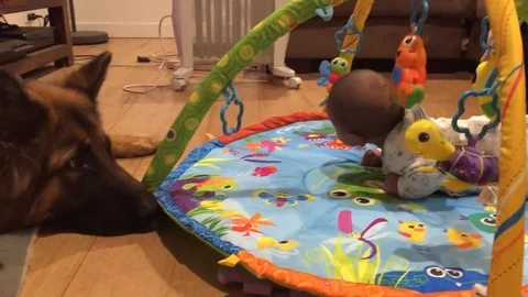 VV1416 Dog licks babys head Stock-Footage 129827853