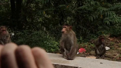 VV1423 Surprised monkey Stockbeeldmateriaal 129829071