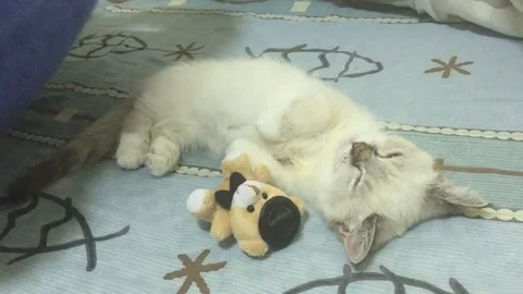 VV1429 The cutest kitten ever! Stock-Footage 129406232