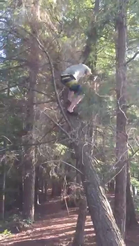 VV1490 Epic tree fail Vídeo Stock 129459212