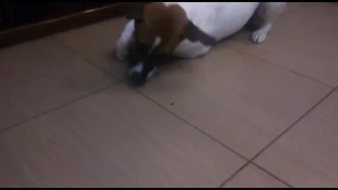 VV1496 Dog Vs Bug Stock-Footage 129456227