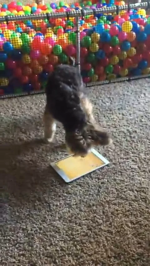 VV1498 Puppy lets rip on iPad 스톡 동영상 129456155