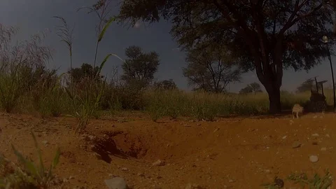 VV150  Go Pro Ground Squirrel Vidéo 129460774