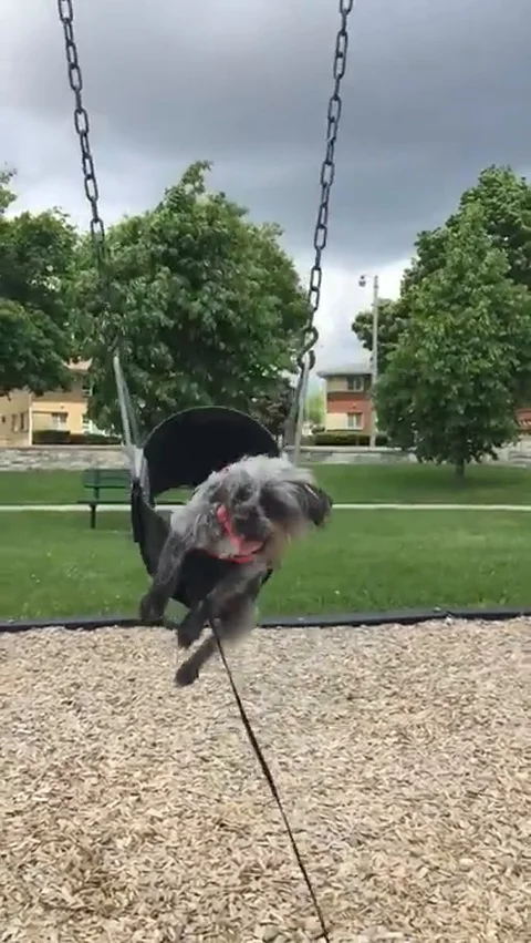 VV1505 Dog having a swing Stock-Footage 129456401