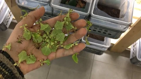 VV1564 Leaf insects strut their stuff Vidéo 129462612