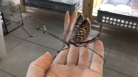 VV1586 Angry Mantis Stock-Footage 129455120