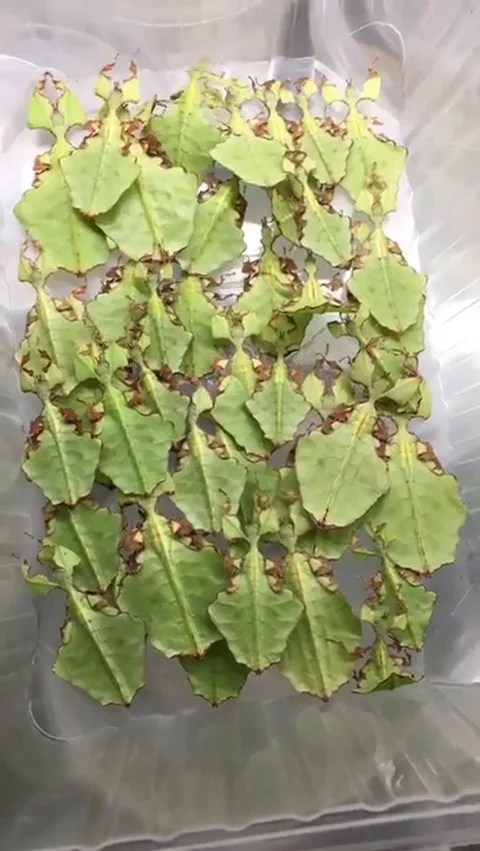 VV1589 Insect salad! Stock-Footage 129454733