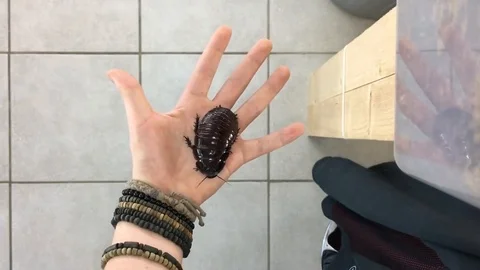 VV1598 Heaviest roach in the world Vidéo 129462526