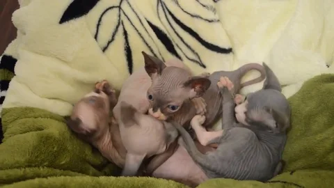 VV1600 Sphynx kittens messing about Stock-Footage 129459390