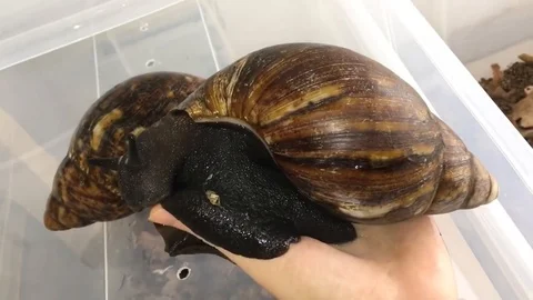 VV1610 Biggest snail in the world 스톡 동영상 129454494