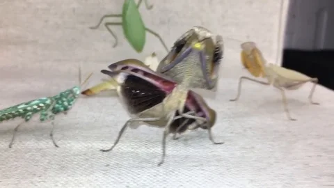 VV1636 Put em up! Stock-Footage 129456693