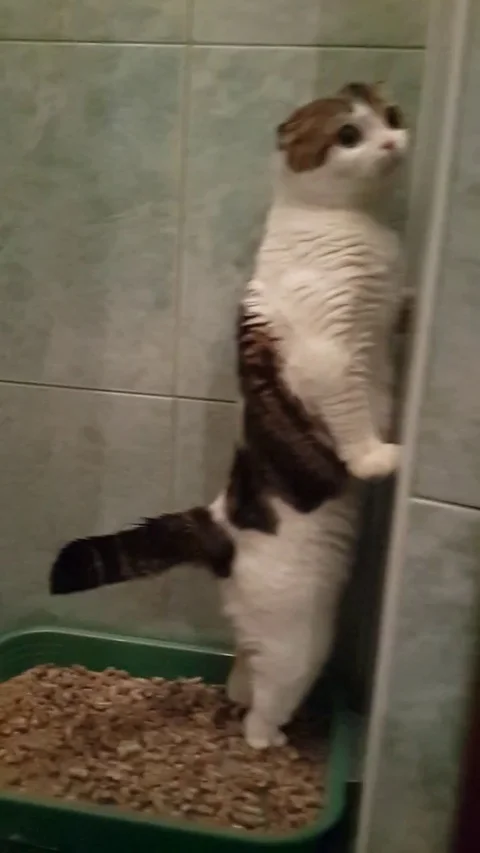 VV1651 Cat pooping standing up Stock-Footage 129454236