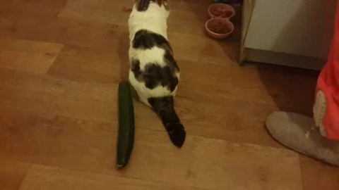 VV1652 Cat v Cucumber Vidéo 129455238