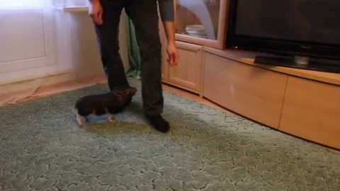 VV1654 Micro Pig shows how intelligent he is Vidéo 129455598