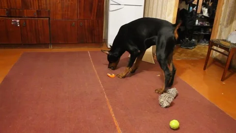 VV1657 Doberman doesnt like orange peel Stockbeeldmateriaal 129462532