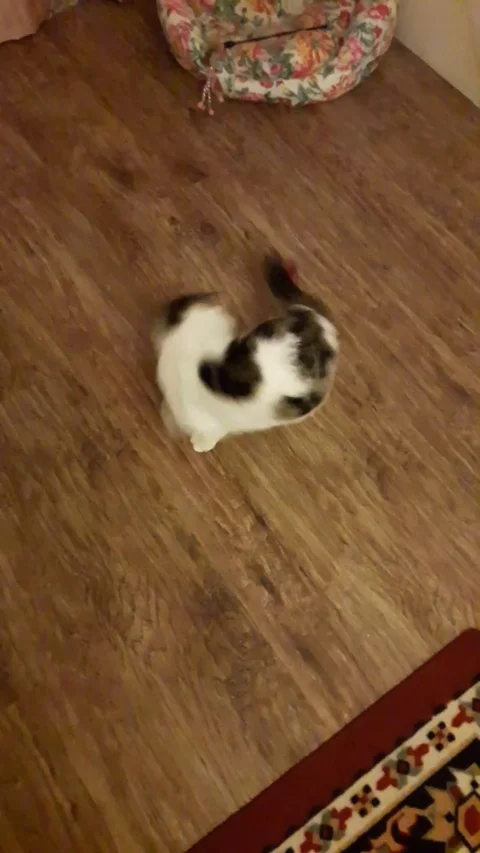 VV1667 Cat gets stuck in a twirl Stockbeeldmateriaal 129453598