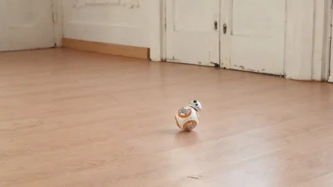 VV1671 BB-8 v Brown Labrador Vidéo 129454221
