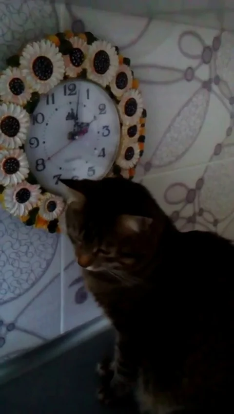 VV1689 Cat needs a watch Stock-Footage 129399874
