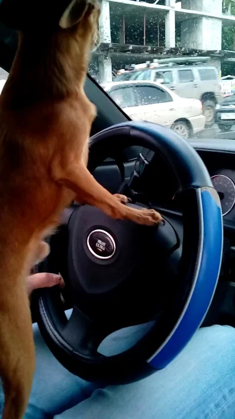 VV1709 Dog going for a joy ride Stock-Footage 129456159