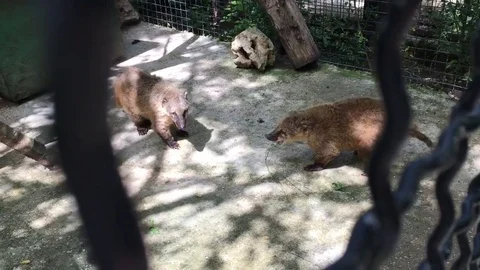 VV1715 Pair of Nosuhs whining on sync Stock-Footage 129454650