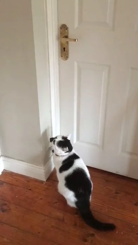 VV1800 Kitty opens closed door Stock Footage 129398193