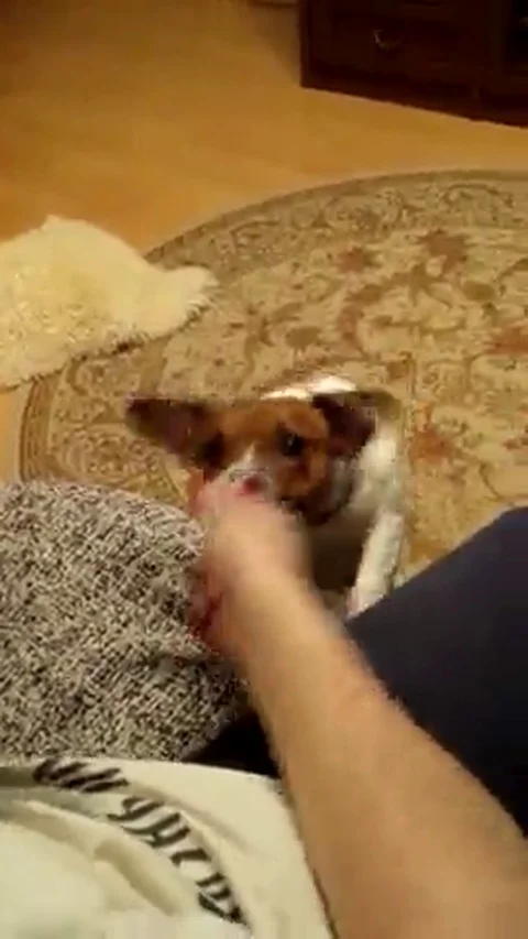 VV1835 Tug of war with an aggressive Jack Russell Stock-Footage 129456673