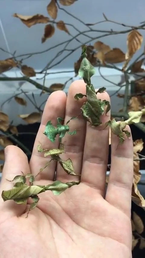 VV1842 Ghost Mantis or leaf? Vídeos de archivo 129457177