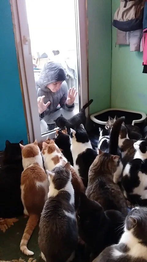 VV1866 Cat invasion Stock-Footage 129456824