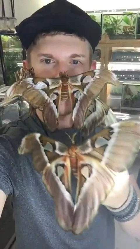 VV1879 Giant moth makes a good face mask Stock-Footage 129458850