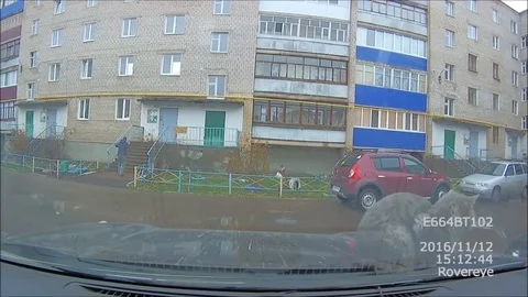 VV1895 Cat on a bonnet Stock-Footage 129454775