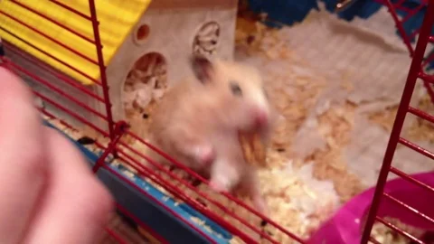 VV1898 Greedy hamster struggles to get back in house Stock-Footage 129462638
