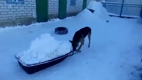 VV1899 German Shepard helps clear some snow Vidéo 129458632