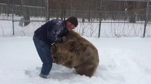 VV1925 Having a bear wrestle in the snow Stock-Footage 129462265