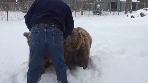 VV1926 Bear workout in the snow Stock-Footage 129462180