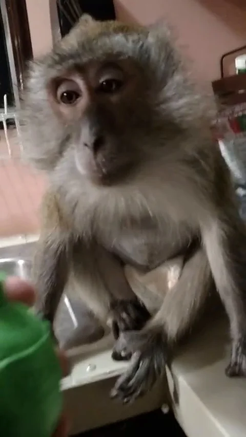 VV1927 Monkey likes her lime juice Stock-Footage 129456850