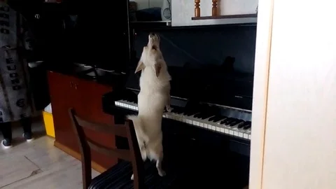VV1929 Piano Pooch 스톡 동영상 129456182