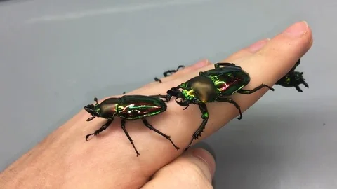 VV1932 Rainbow Stag Beetle Vidéo 129460752