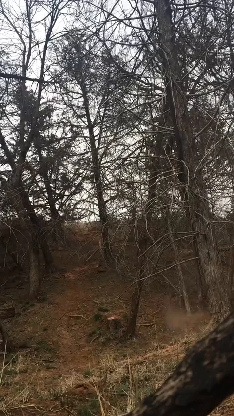 VV1964 Tree cutting like a boss Vídeo Stock 129456371