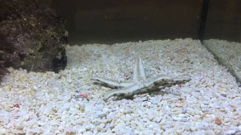 VV1991 How does a star fish roll over? Stock-Footage 129461640