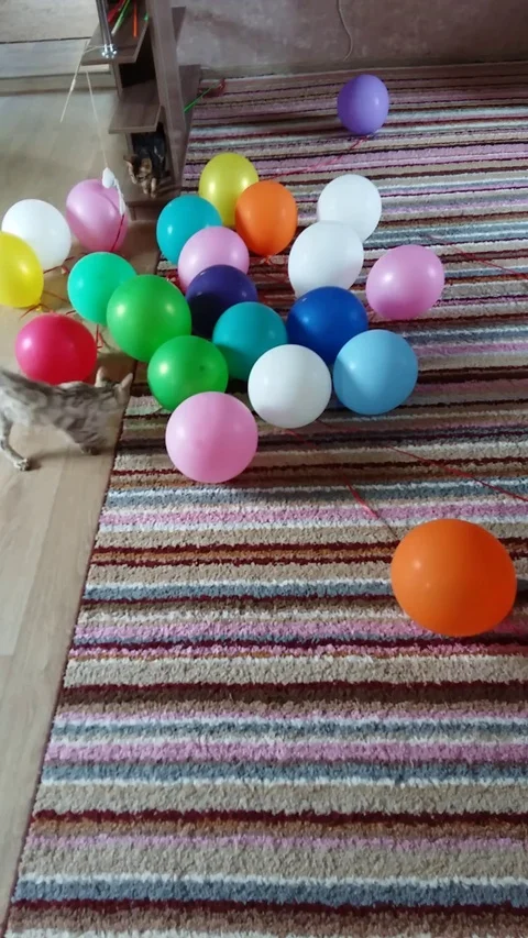 VV2000 Bengal cats having fun with balloons Stock-Footage 129402982